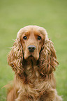 Cocker Spaniel Portrait