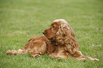 English Cocker Spaniel