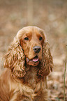 Cocker Spaniel Portrait