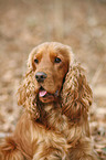 Cocker Spaniel Portrait