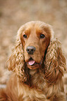 Cocker Spaniel Portrait