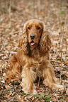 English Cocker Spaniel