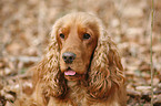 Cocker Spaniel Portrait