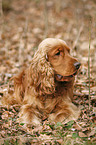 English Cocker Spaniel