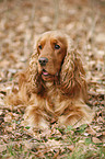 English Cocker Spaniel