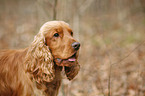 English Cocker Spaniel