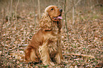 English Cocker Spaniel