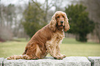 English Cocker Spaniel