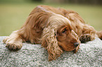 English Cocker Spaniel