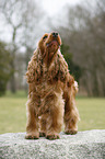 barking Cocker Spaniel