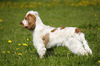 English Cocker Spaniel