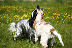 English Cocker Spaniel