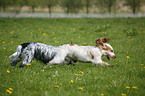 English Cocker Spaniel