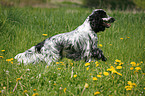 running English Cocker Spaniel