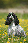 sitting English Cocker Spaniel