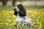 sitting English Cocker Spaniel