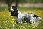 English Cocker Spaniel