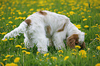 snuffling English Cocker Spaniel