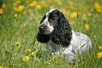 English Cocker Spaniel