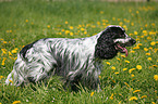 English Cocker Spaniel