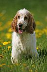 English Cocker Spaniel