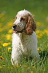 English Cocker Spaniel