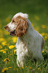 English Cocker Spaniel