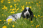 English Cocker Spaniel