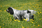 English Cocker Spaniel