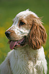 English Cocker Spaniel