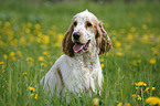 sitting English Cocker Spaniel