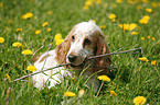 English Cocker Spaniel