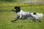 English Cocker Spaniel