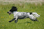 running English Cocker Spaniel