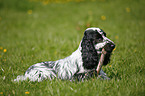 English Cocker Spaniel