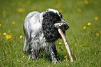 English Cocker Spaniel