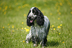 English Cocker Spaniel