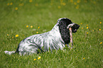 English Cocker Spaniel