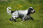 English Cocker Spaniel