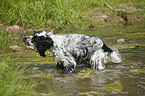 English Cocker Spaniel