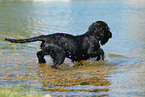 black English Cocker Spaniel