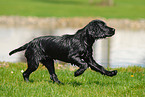 black English Cocker Spaniel