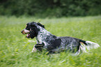 English Cocker Spaniel