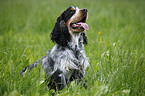 English Cocker Spaniel