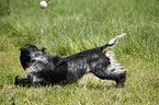 English Cocker Spaniel