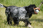 English Cocker Spaniel