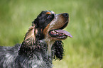 English Cocker Spaniel