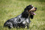 English Cocker Spaniel