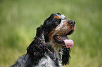 English Cocker Spaniel