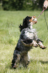 English Cocker Spaniel